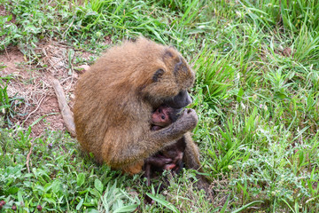 Nice image of guinea baboons family. Animal photo