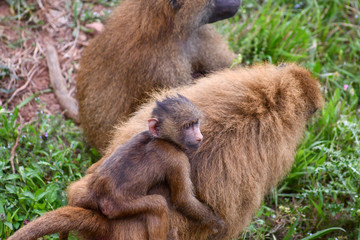 Nice image of guinea baboons family. Animal photo