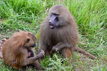 Nice image of guinea baboons family. Animal photo