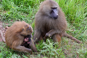 Nice image of guinea baboons family. Animal photo