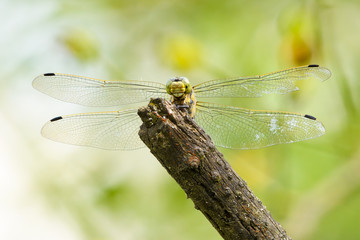 Black Darter dragonfly, Sympetrum danae, female sitting on a twig. With spread wings.  Waiting for prey like insects. With torn wing.