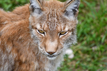 Fototapeta premium nice photo of the boreal lynx. Animal