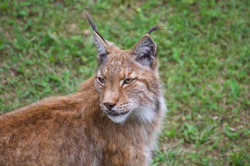 nice photo of the boreal lynx. Animal