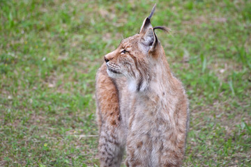 nice photo of the boreal lynx. Animal