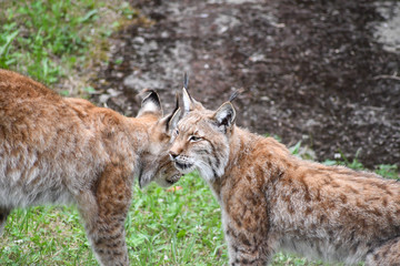 nice photo of the boreal lynx. Animal