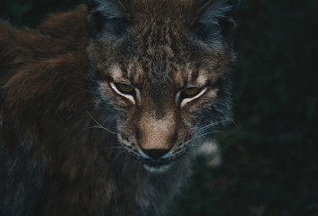 Fototapeta na wymiar nice photo of the boreal lynx. Animal