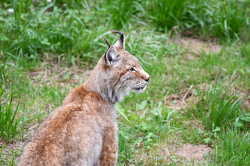 nice photo of the boreal lynx. Animal
