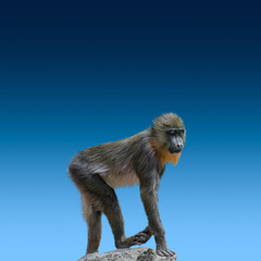 Portrait of young colorful and curious African mandrill at smooth gradient blue background as a banner with paste space
