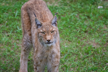 nice photo of the boreal lynx. Animal