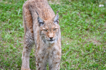 nice photo of the boreal lynx. Animal