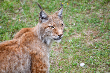 nice photo of the boreal lynx. Animal