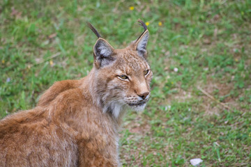 nice photo of the boreal lynx. Animal