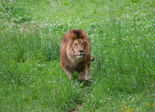 Spectacular portrait of a lion. Animal photo