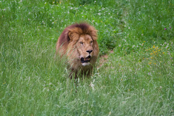 Plakat Spectacular portrait of a lion. Animal photo