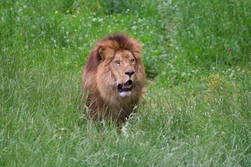 Spectacular portrait of a lion. Animal photo