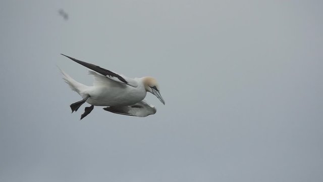 Morus bassanus flying against gray sky in slow-mo