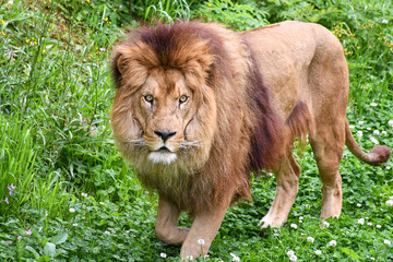 Spectacular portrait of a lion. Animal photo