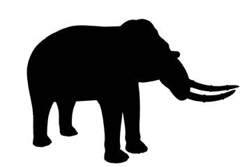 silhouette elephant on white background