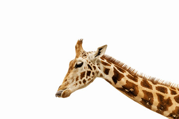 Obraz premium Zamknij a? Shot of giraffe head izolat na bia? Ym tle