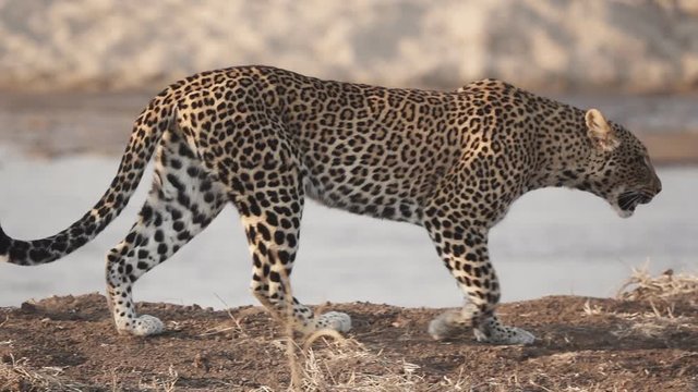 Spectacular Leopard walking near river in super slow motion