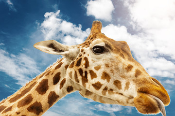 Close up shot of giraffe head on blue cloudy background.