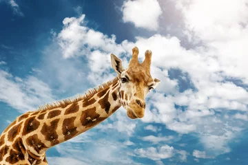  Close up shot of giraffe head on blue cloudy background. © valdisskudre