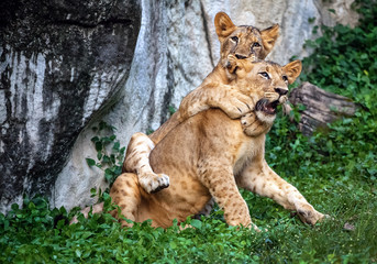 Two lion cubs are playing happily.