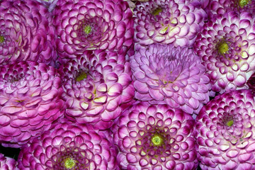 Obraz premium Hybride einer Garten-Dahlie (Dahlia x hortensis)
