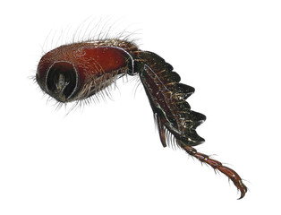 Scarab beetle leg (femur, tibia, tarsus, claws) isolated on a white background