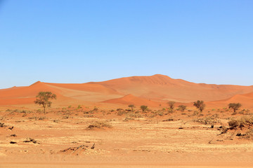 Fototapeta na wymiar Red sand dunes, Sossusvlei, Namib Naukluft Park, Namibia