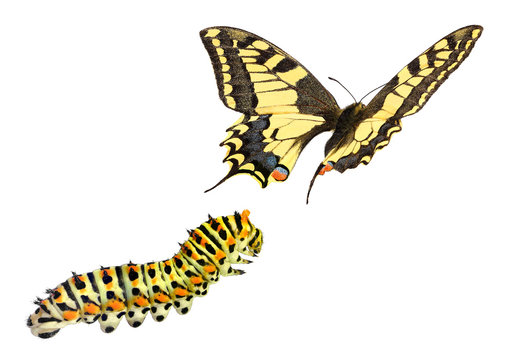 Common yellow swallowtail (Old World swallowtail), Papilio machaon (Lepidoptera: Papilionidae). Life cycle. Isolated on a white background