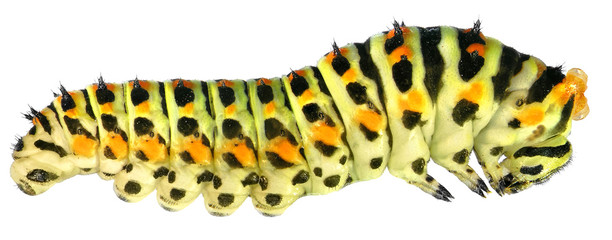 Common yellow swallowtail (Old World swallowtail), Papilio machaon (Lepidoptera: Papilionidae). Larva (caterpillar). Isolated on a white background