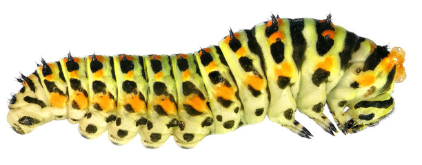 Fototapeta premium Common yellow swallowtail (Old World swallowtail), Papilio machaon (Lepidoptera: Papilionidae). Larva (caterpillar). Isolated on a white background
