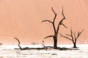 Dead tree in front of red sand dunes, Sossusvlei, Namib Naukluft Park, Namibia