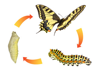 Common yellow swallowtail (Old World swallowtail), Papilio machaon (Lepidoptera: Papilionidae)....
