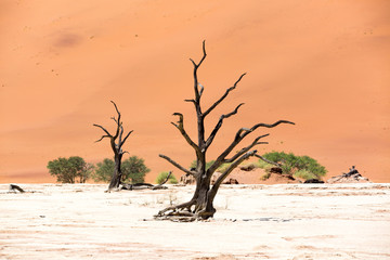 The dead trees of Deadvlei, Namib Naukluft Park, Namibia
