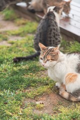 cat in the garden