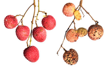 Ripe fresh lychee fruits and damaged by Scale insect, hemispherical scale, helmet scale or coffee brown scale, Saissetia coffeae (Hemiptera: Coccidae). Isolated on a white background