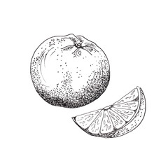 Sketch orange. Single hand-drawn orange slice, isolated on white background