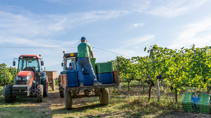 The harvest in the Chianti vineyards in Tuscany, Italy, with a beautiful morning light