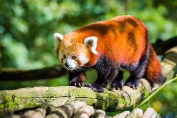 Red panda lying on the tree with green leaves. Cute panda bear in forest habitat. Wildlaife scene in nature, Chengdu, Sichuan, China.