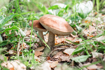 Edible mushrooms in the forest