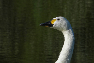 Obraz premium Portrait of a Bewick's swan