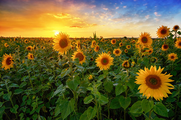 Beautiful sunset over sunflower field