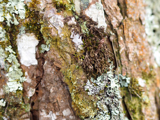 Nice tree bark with moss and lichen texture
