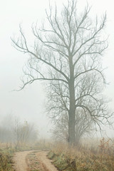 Bare tree beside a dirt country road. Cold and foggy autumn day.