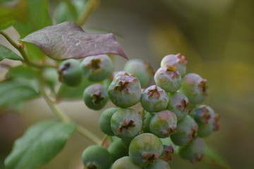 Unreife Heidelbeeren (Vaccinium myrtillus)