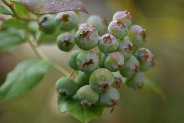 Unreife Heidelbeeren (Vaccinium myrtillus)