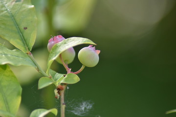 Unreife Heidelbeeren (Vaccinium myrtillus)
