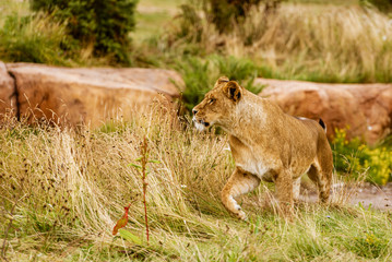 Fototapeta na wymiar Lion female in the safari walking on grass. 